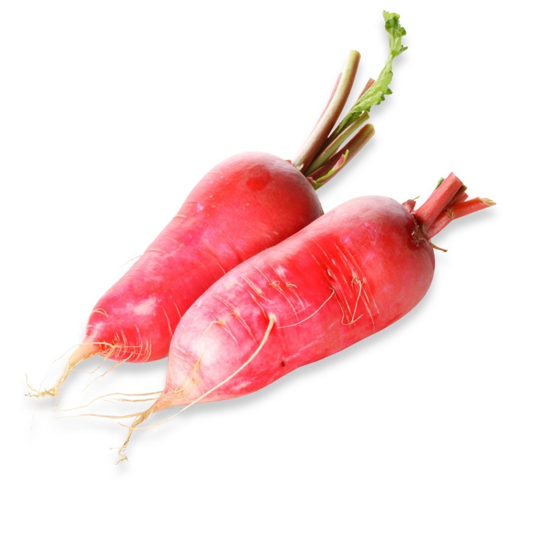 Radish China Rose Organic specialty heirloom radishes freshly harvested from a backyard vegetable garden