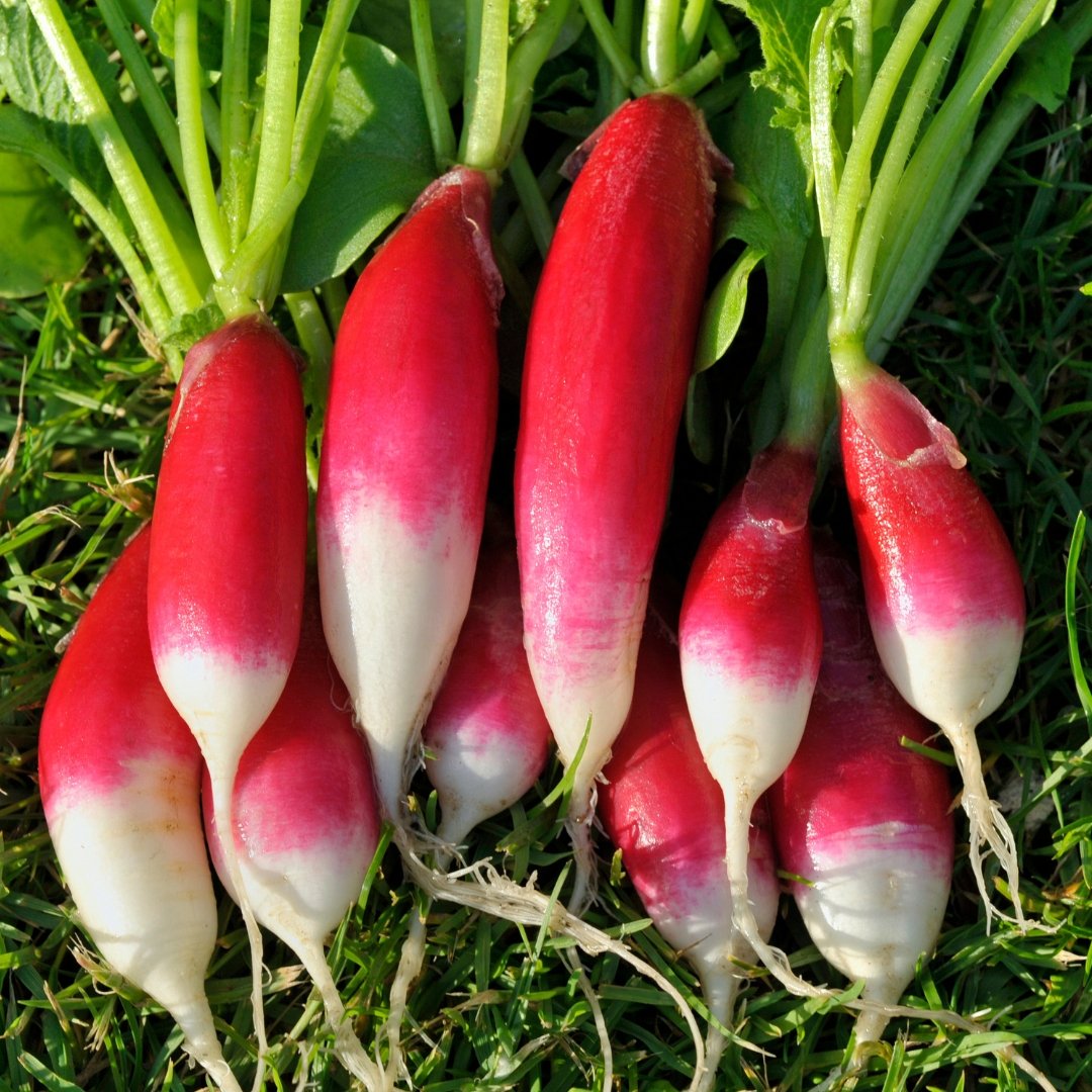 Radish China Rose Organic Seeds