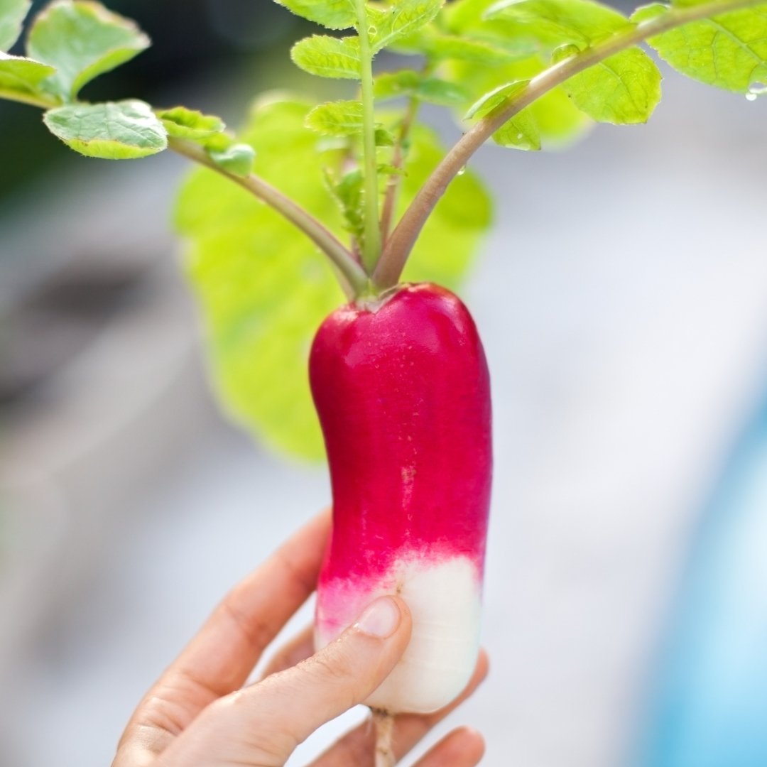 China Rose Radish Seeds