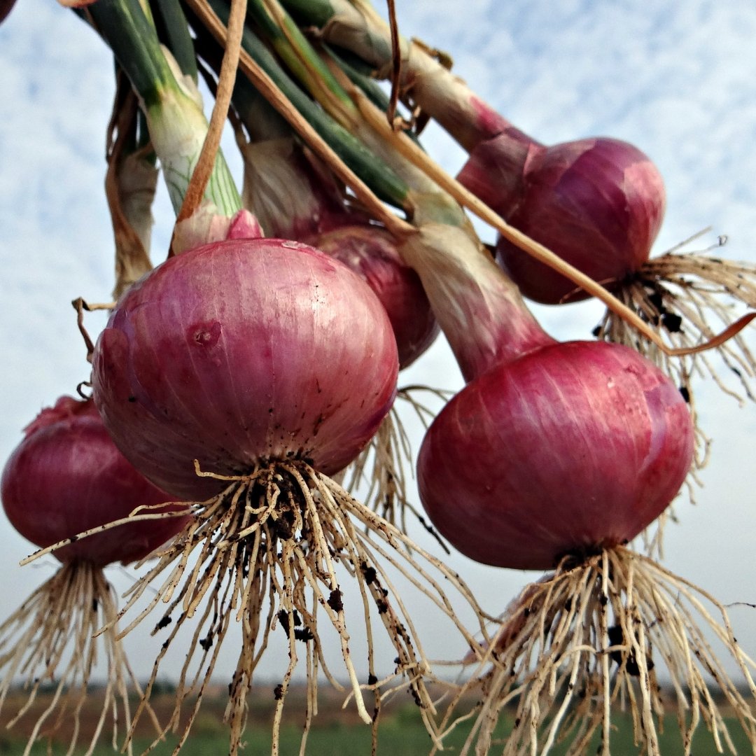 Red Grano Onion mature red onions with smooth purple-red bulbs for kitchen garden harvest