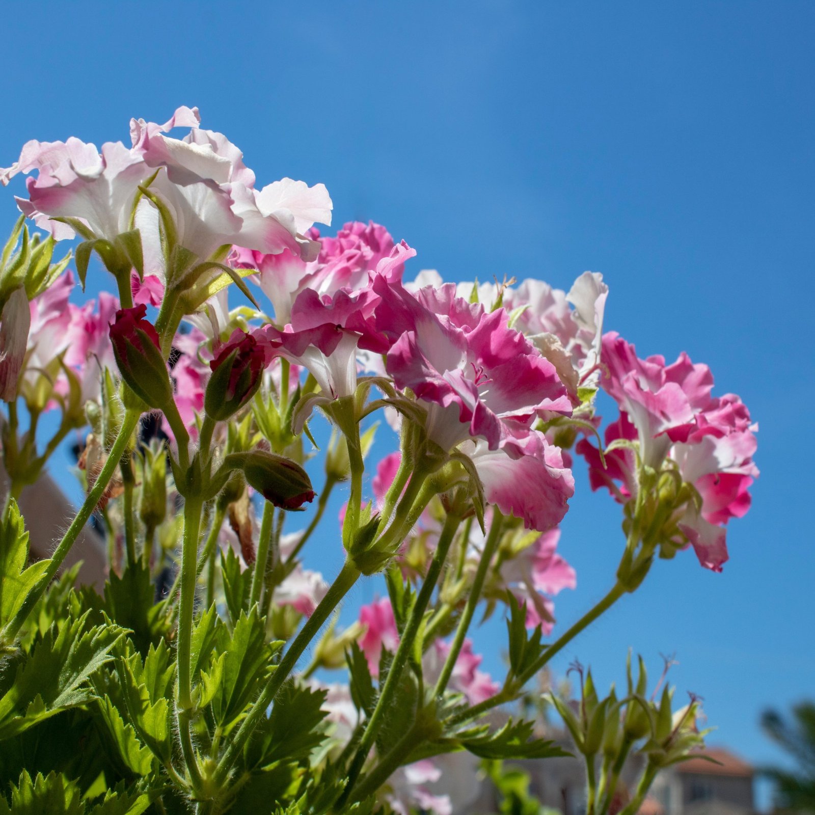 Clarkia Elegant Wildflower Seeds | Clarkia Unguiculata Seeds | Bright Pink flower for Beds, Borders, Containers & Wildflower Gardens | 1 Gram - Image 2