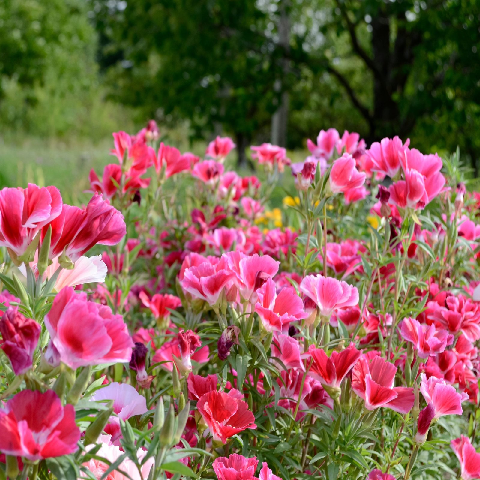 Clarkia Elegant Wildflower Seeds California native style annual flower display, Bright pink Clarkia unguiculata blooms ornamental annual wildflower planting
