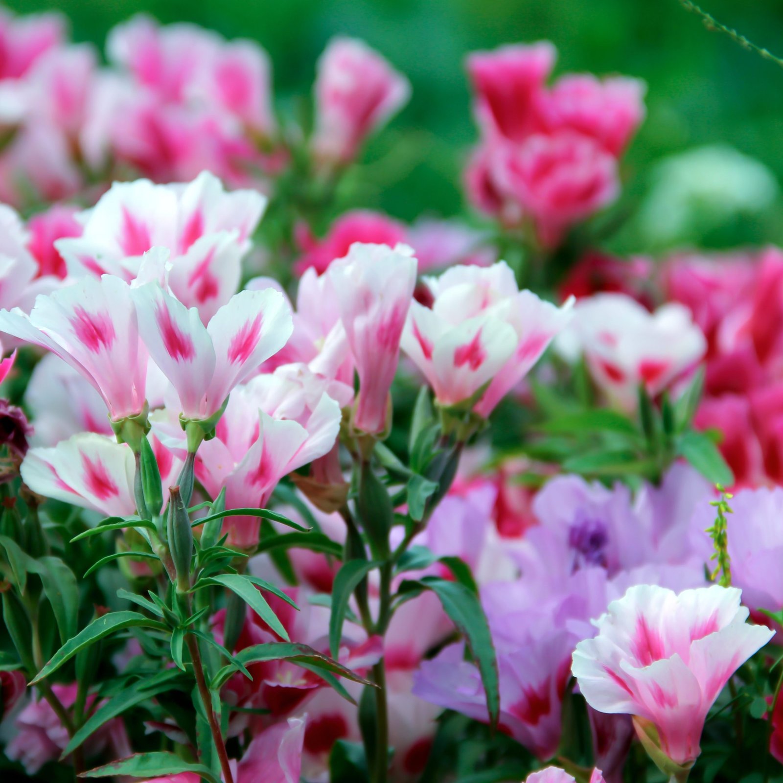 Clarkia Elegant Wildflower Seeds | Clarkia Unguiculata Seeds | Bright Pink flower for Beds, Borders, Containers & Wildflower Gardens | 1 Gram - Image 4