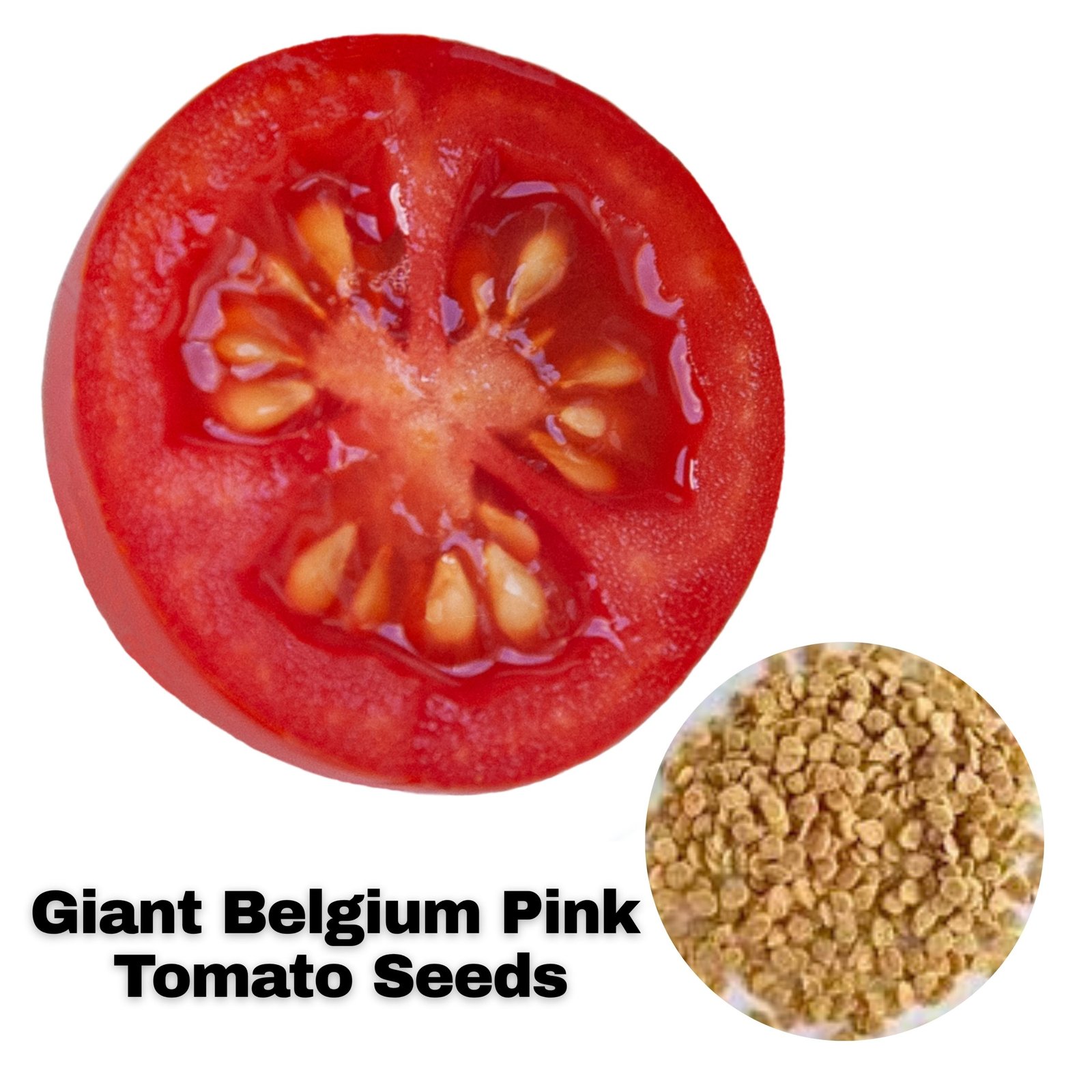 Large pink heirloom tomato sliced open showing seeds, Belgium Giant pink beefsteak tomato seeds for planting