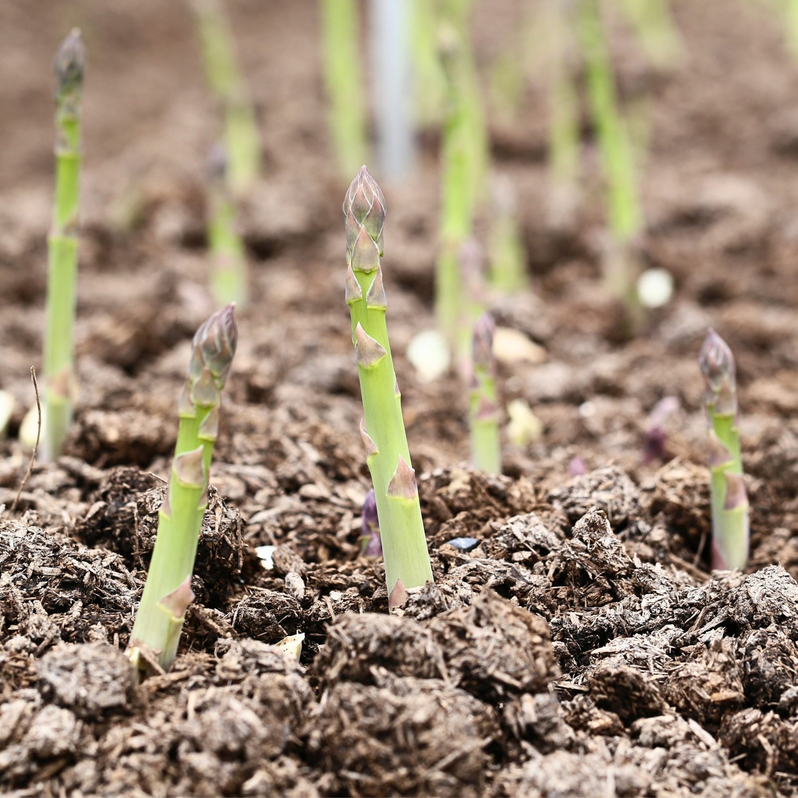 Fresh harvested Mary Washington asparagus for home garden vegetable growing