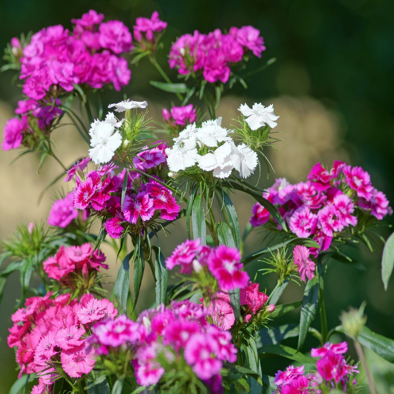 Sweet William flower clusters with fragrant dianthus blooms in mixed colors