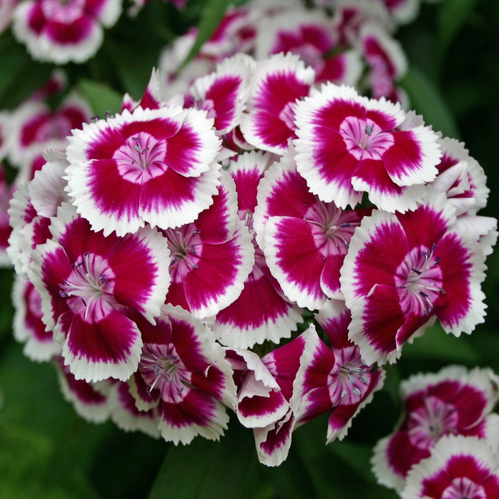 Dianthus barbatus mix flower seeds for cottage garden borders and beds