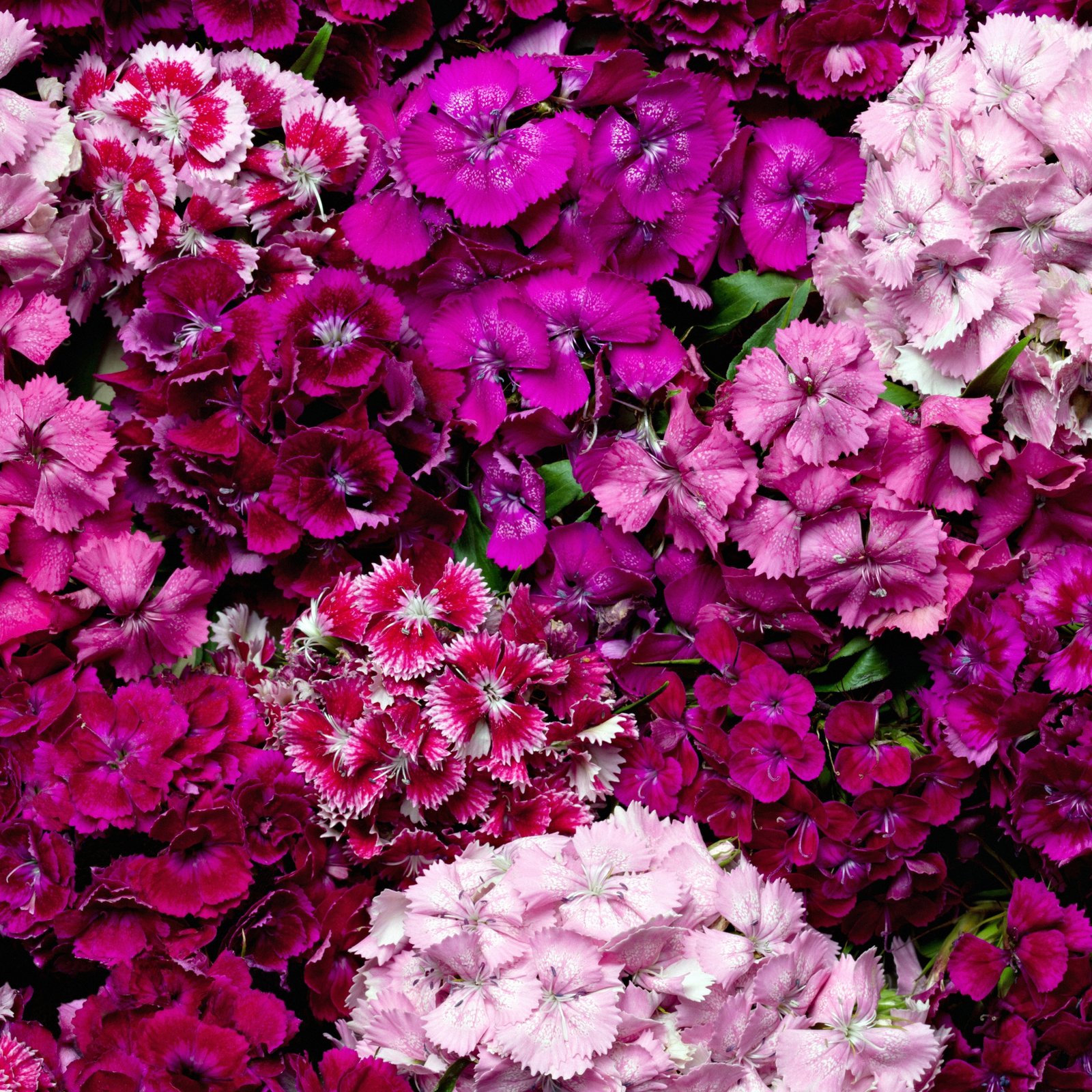 Fragrant Sweet William blooms for pollinator gardens and cut flower planting, Sweet William dianthus flowers for borders containers and cottage garden displays