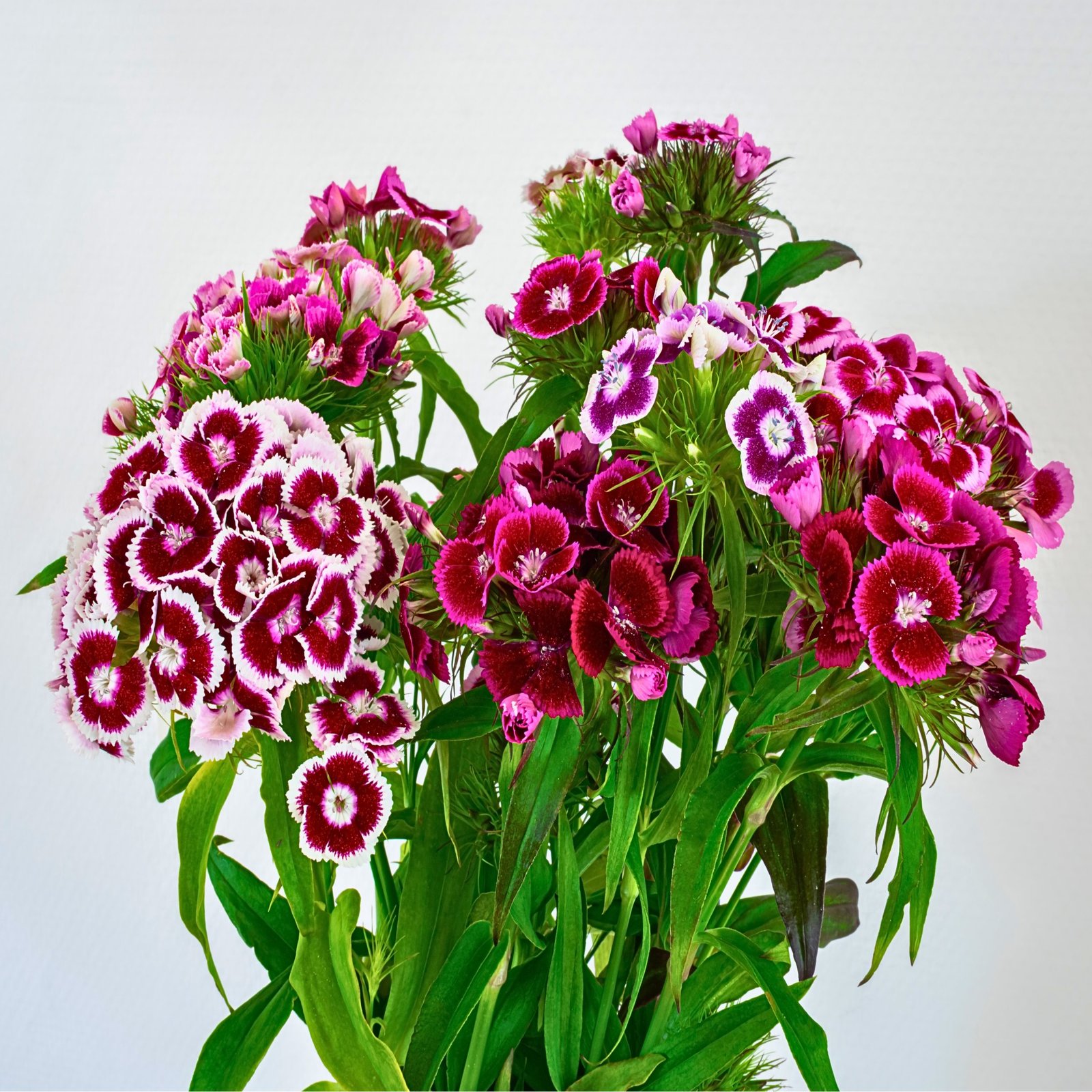Sweet William Dianthus barbatus mix seeds pink red white and bicolor flowers, Sweet William flowers with fringed petals in pink magenta red and white shades