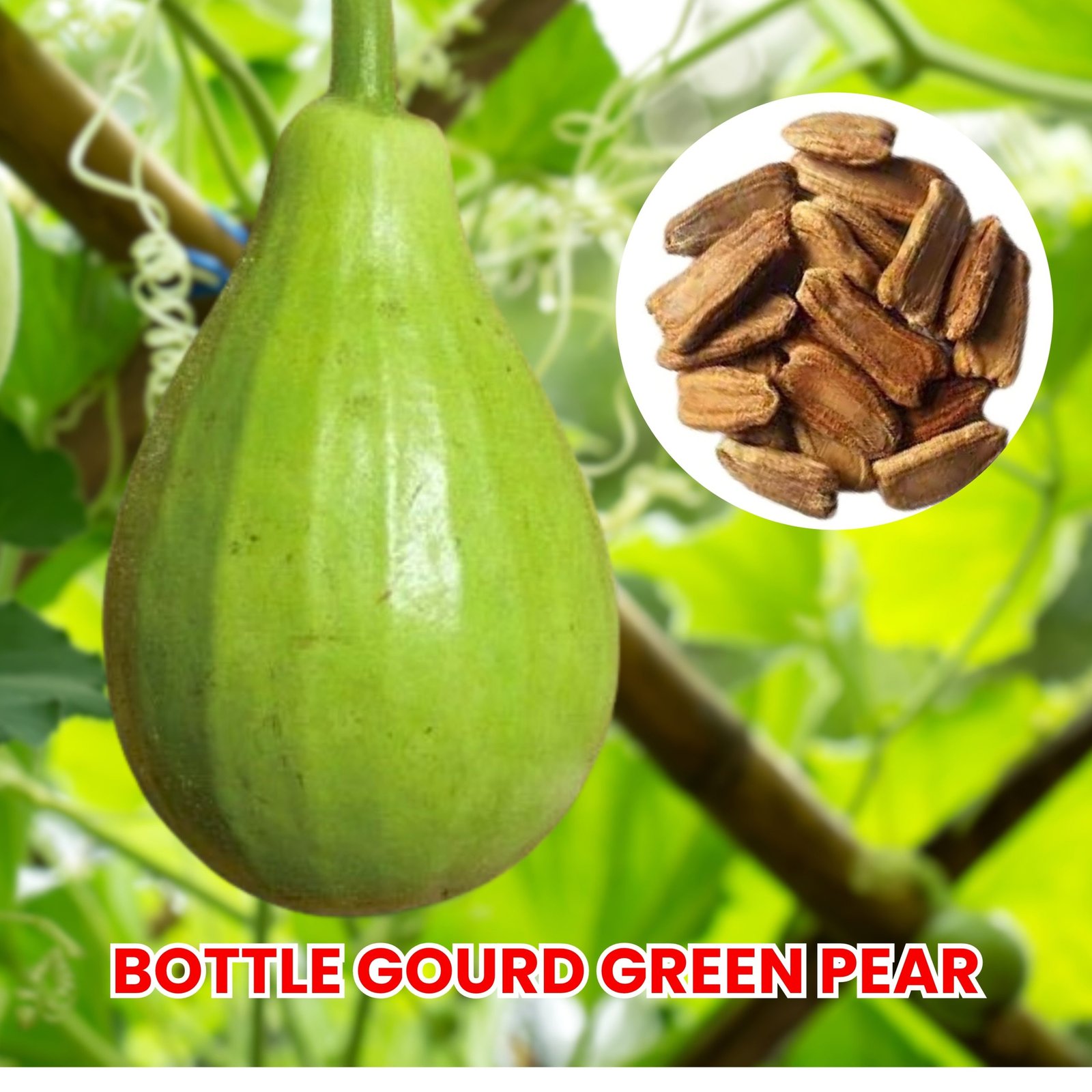 baby bottle gourd pear shape vegetable for container gardening, lagenaria siceraria green pear bottle gourd close-up harvest