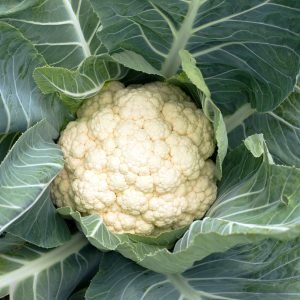 hybrid cauliflower growing in garden bed with green leaves