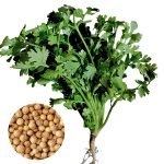 coriander giant king cilantro herb growing fresh green leaves, coriandrum sativum bush type coriander for home gardening