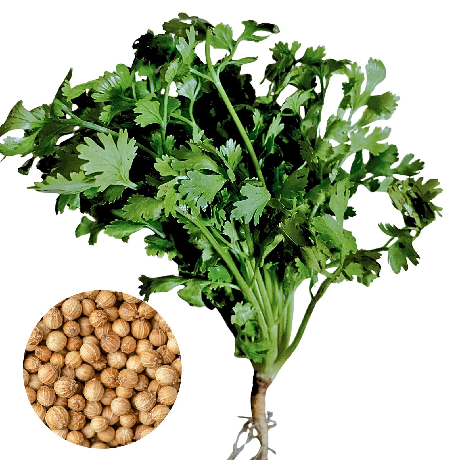 coriander giant king cilantro herb growing fresh green leaves, coriandrum sativum bush type coriander for home gardening