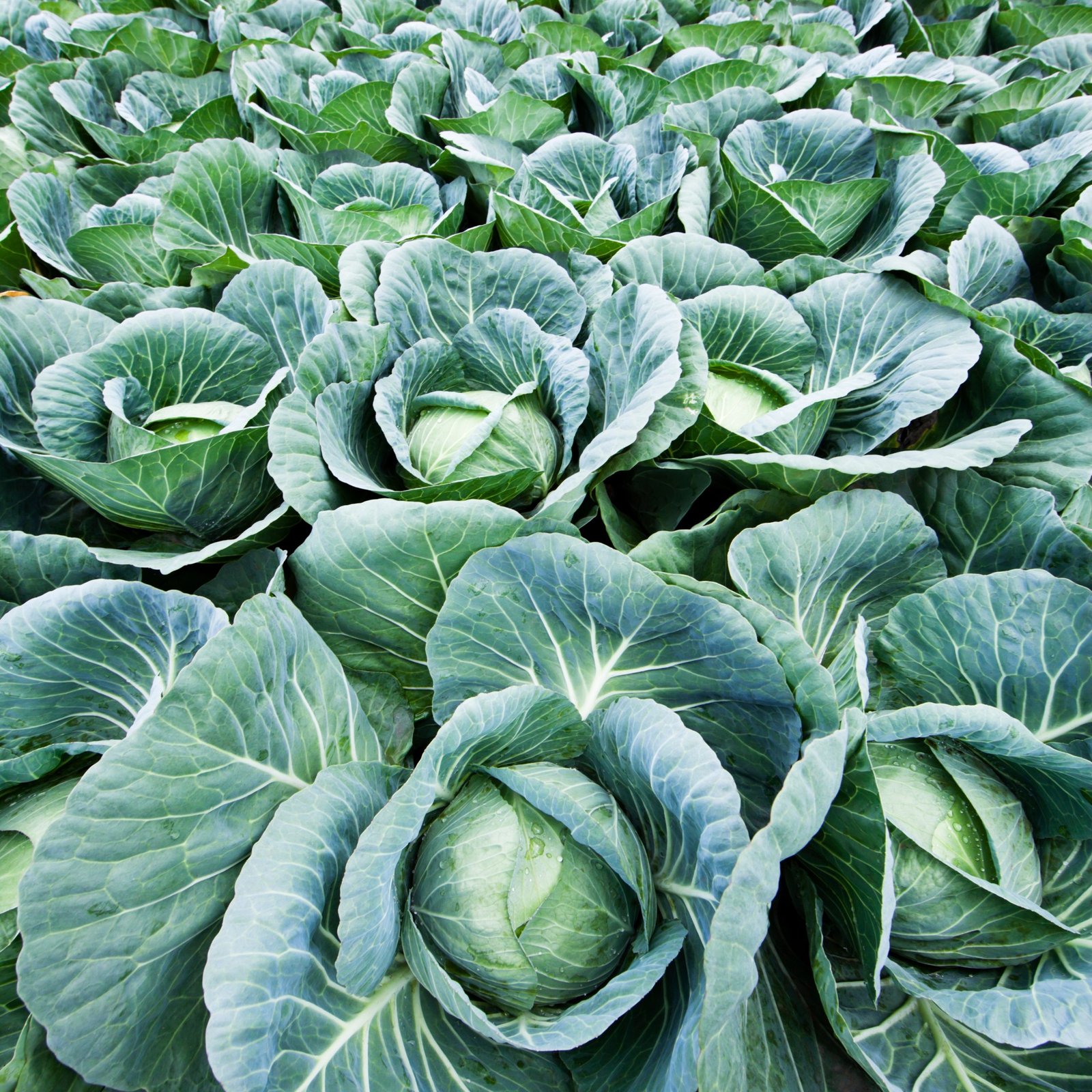 Cabbage MA Hybrid Seeds | High Yield Brassica Oleracea Var. Capitata Hybrid Vegetable Seeds for Planting | 1 Gram - Image 3